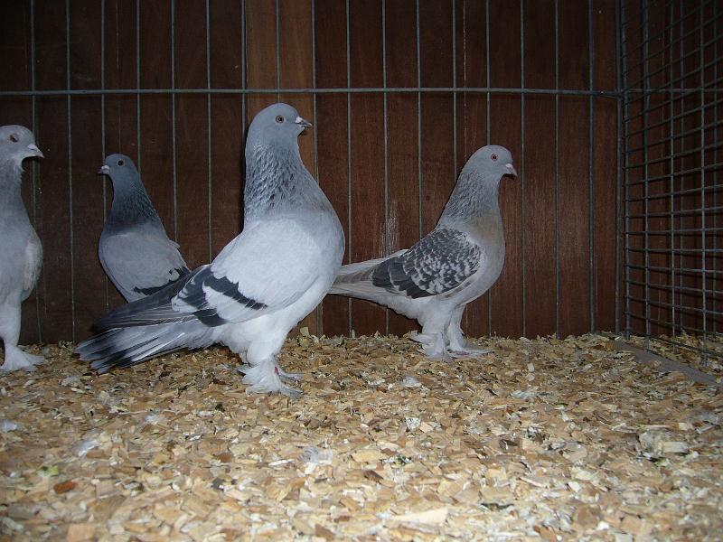 Ortsschau Langenberg 2008 186.jpg - Takla Tauben von Michael Millentrup